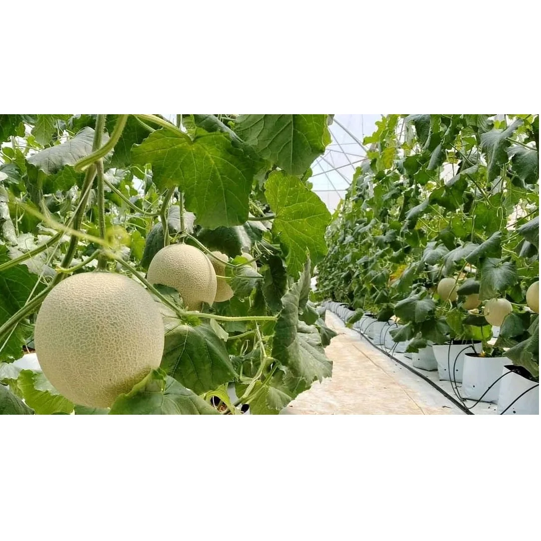 Органическое культивирование, 100% натуральная свежая Мускусная Дыня премиум-класса, размер 1,0-2,0 кг, высокое качество, Лучшая цена