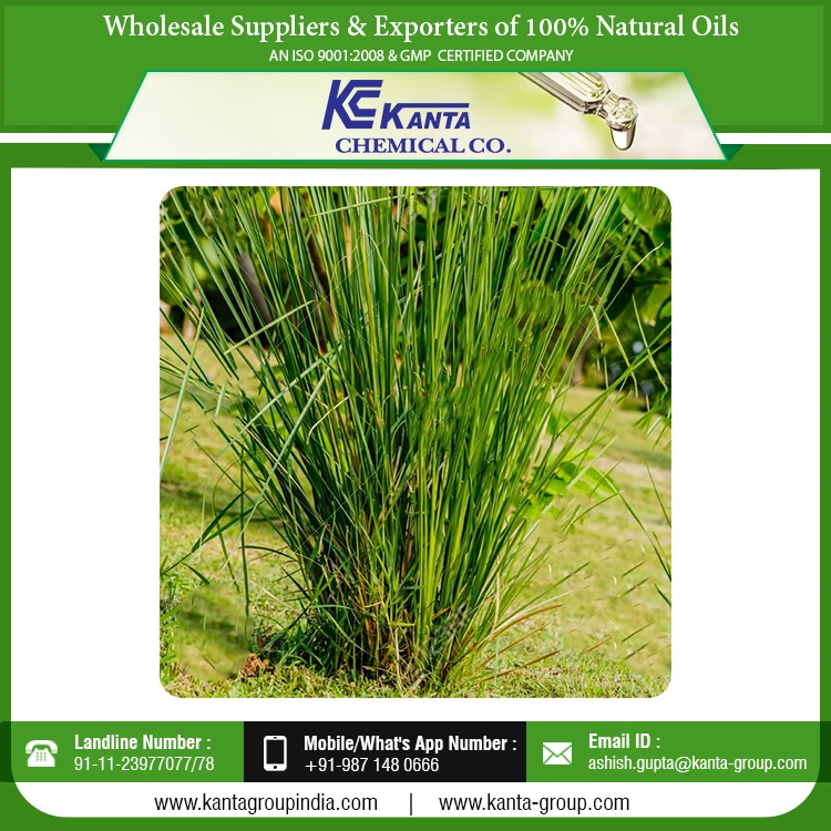 
Bulk Exporter Vetiver Grass Oil Aromatherapy Natural Grass Essential Vetiver Oil 