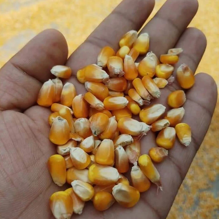 Желтая Кукуруза/желтая кукуруза для человеческого потребления без ГМО Желтая Кукуруза/желтая кукуруза для корма животных, попкорн