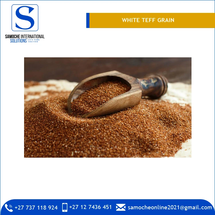 Professional Dealer of Superlative Quality 99.95% Pure White Teff Grain with 1 Year Shelf Life