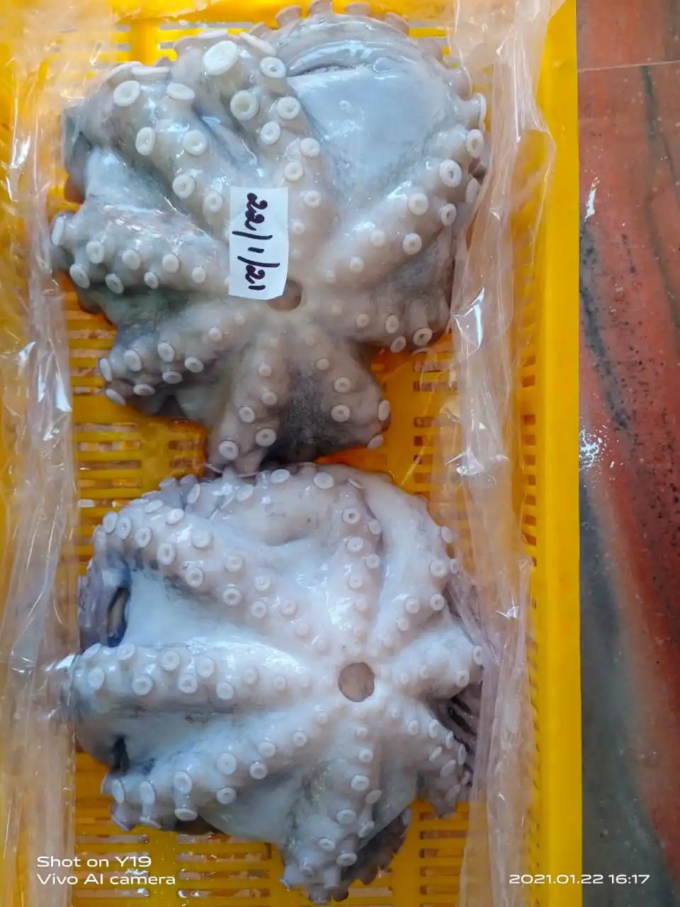 Frozen Octopus long arm whole cleaned IQF from India