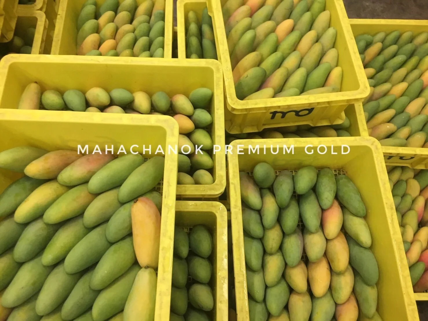 Supanij Таиланд премиум Королевский Вкусный сладкий манго махаканока премиальное качество на