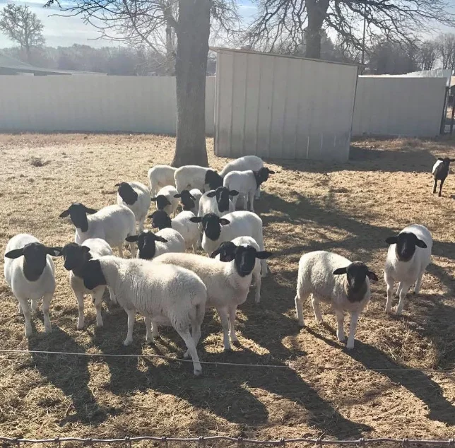Pregnant Dorper sheep live