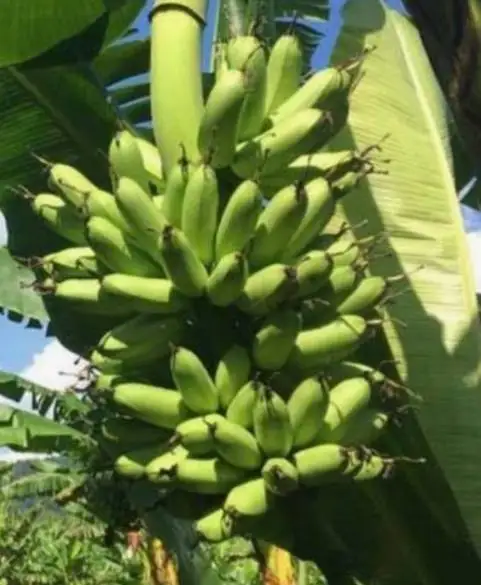 amadurecimento da banana