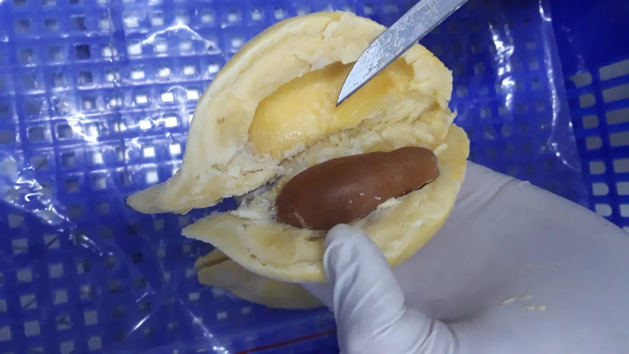 fresh durian / frozen durian from Vietnam with best price in 2020 / Whatsapp +84 84563639