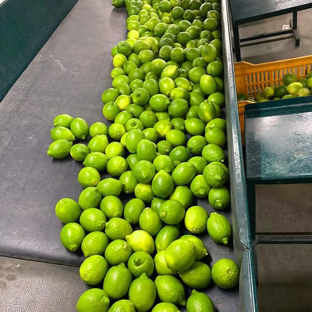 Fresh Organic Lemon For Sale | First Grade Egyptian Lime and Lemon