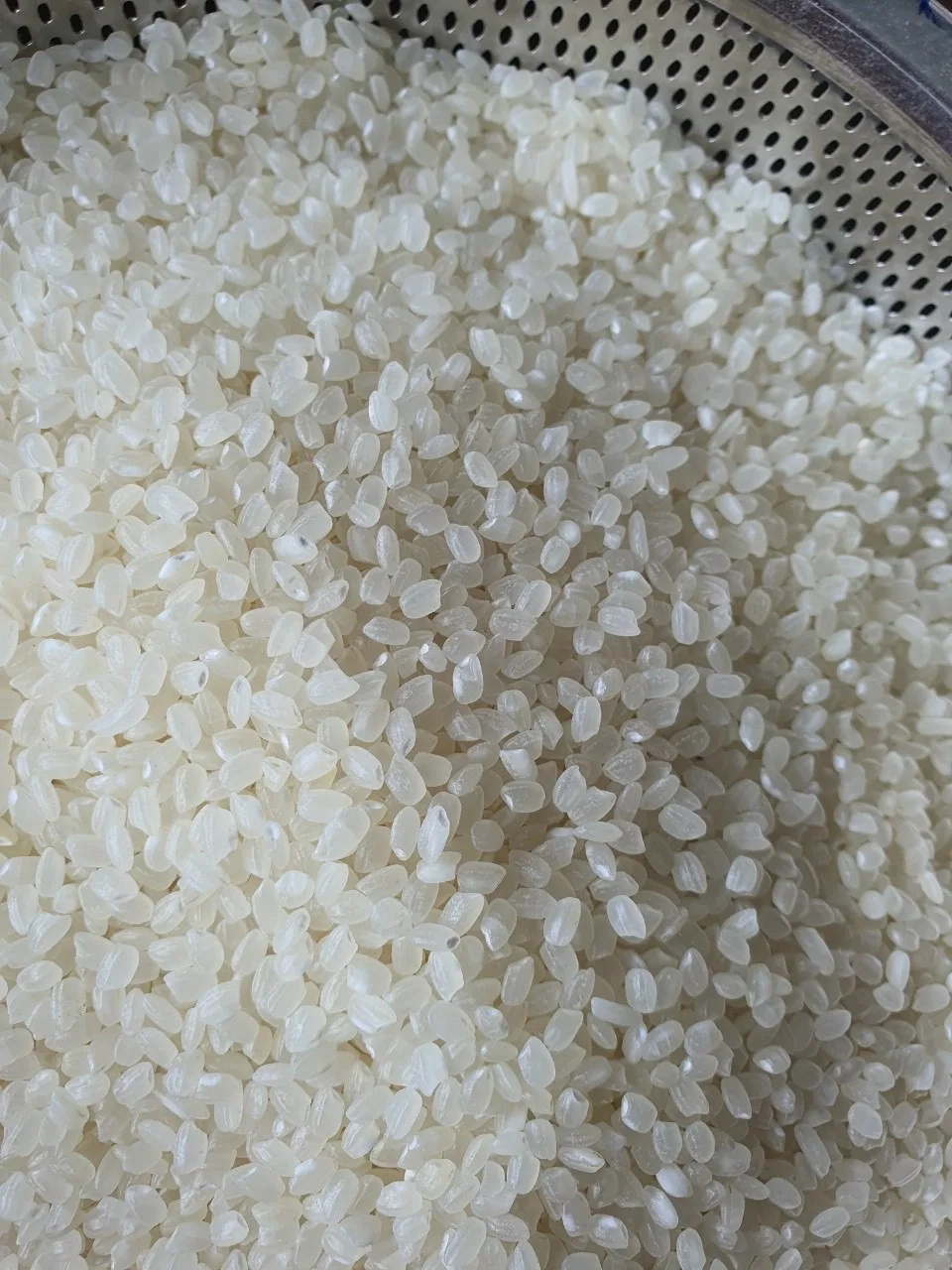 Japonica Rice 5% broken made in Vietnam