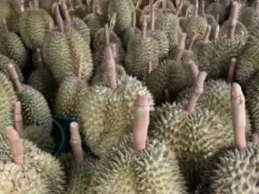 GMP Certification Common Cultuvation Type Durian fresh durian from Thailand export from Thailand