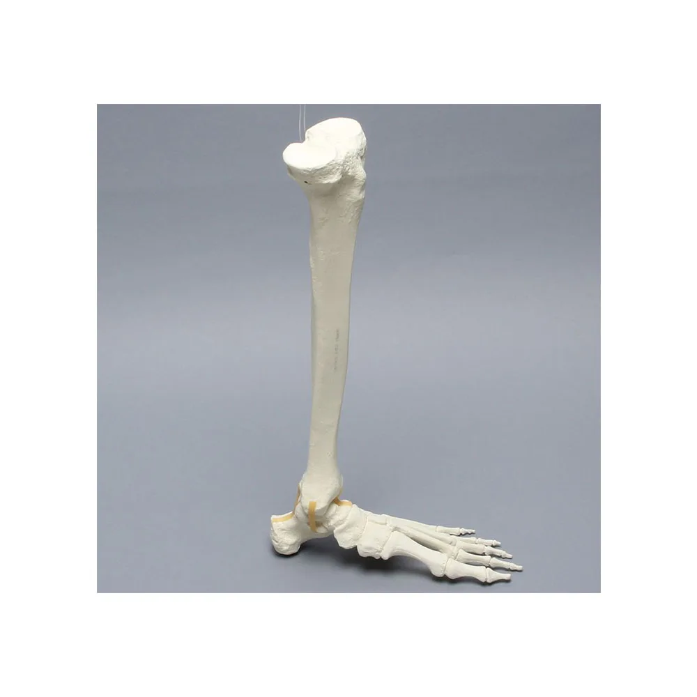 
Sawbones Foot and Ankle, Foam Cortical, Left Human Foot & Ankle Joints Human Anatomy 