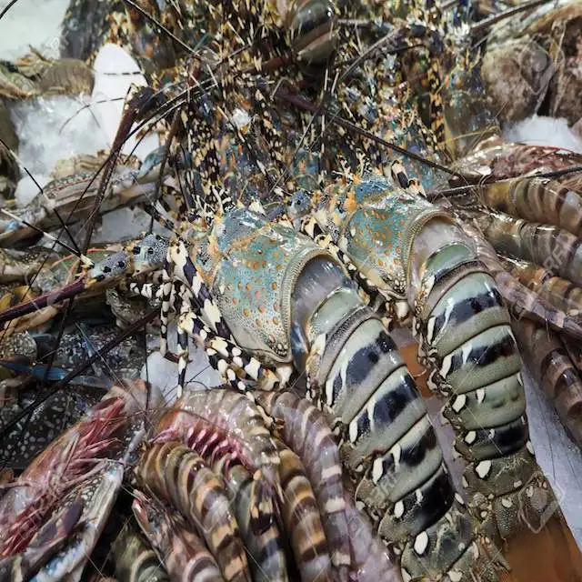 
Rock Lobsters/Seafood/Fresh Chilled Lobsters! 