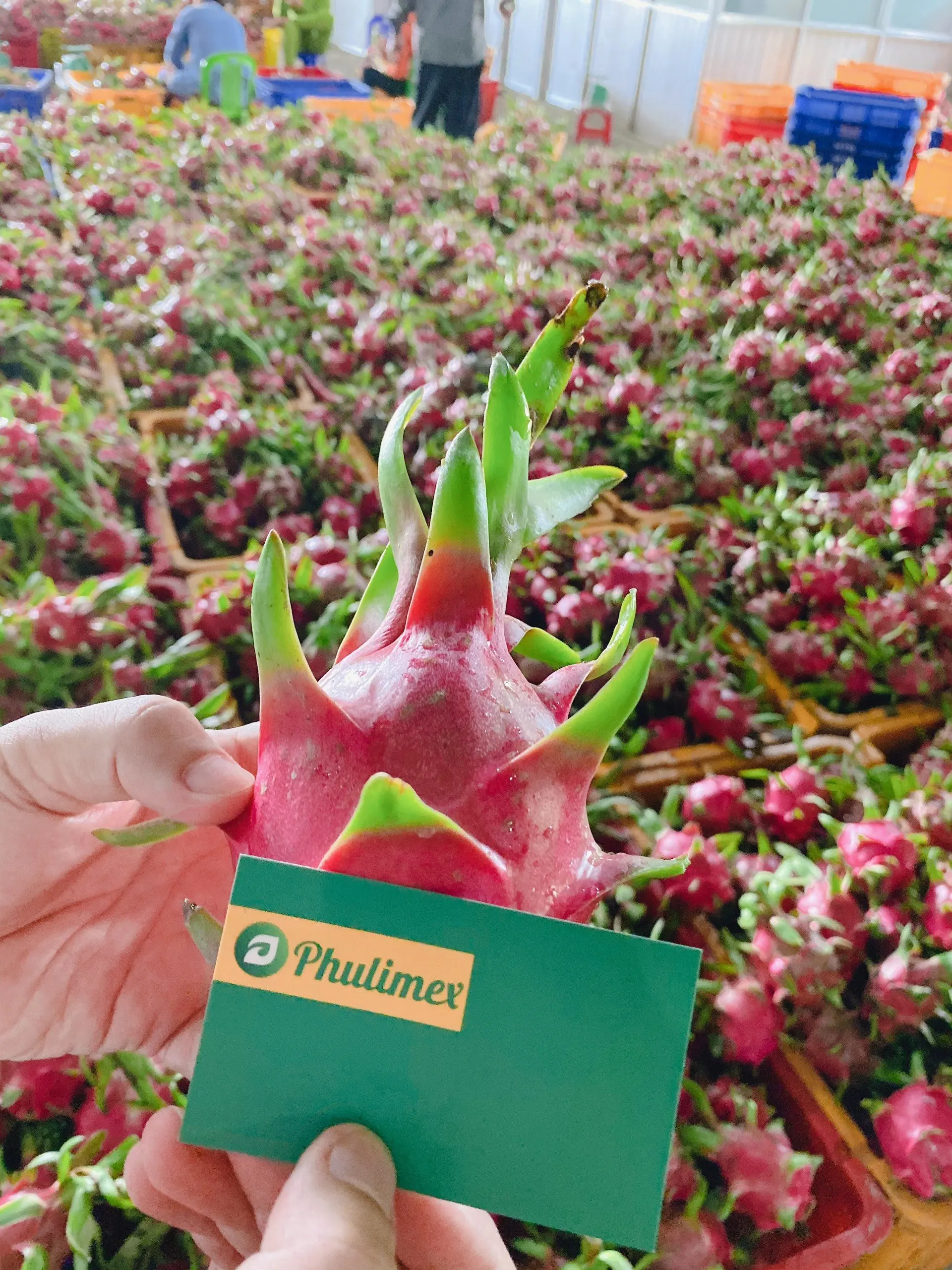 Fresh Dragon Fruit from Vietnam / Vietnamese agricultural products / Nutritious fruits