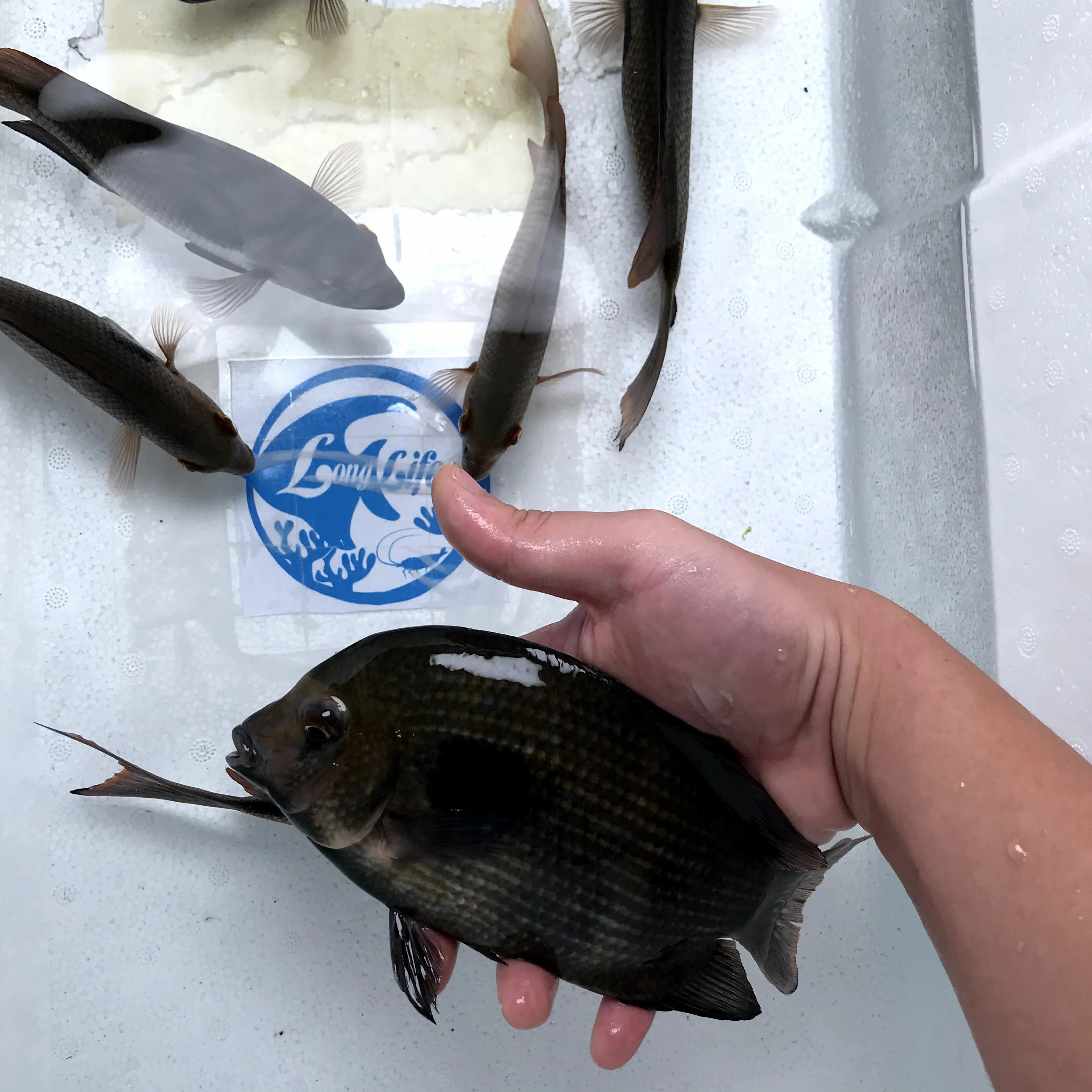 
Farm bred Paretroplus maculatus Madagascar Cichlids For sale 