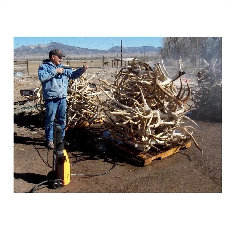 
Antler Export - Hard Red Deer Antlers, Whole Deer Antlers for sale 