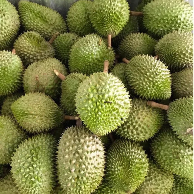 Wholesale Vietnam Fresh Durian/Best Price - High Quality