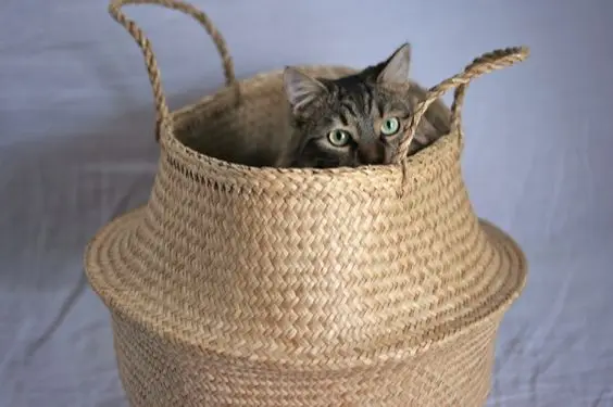 100% Natural Wicker Woven Rattan Basket Made in Vietnam With Best Quality / Jolene +84 336089155