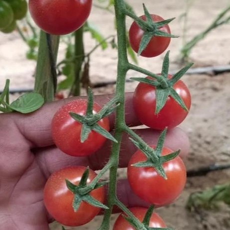 Fresh Cherry Tomato  Dark Red Fresh Tomato  Egyptian fresh Tomato 2022