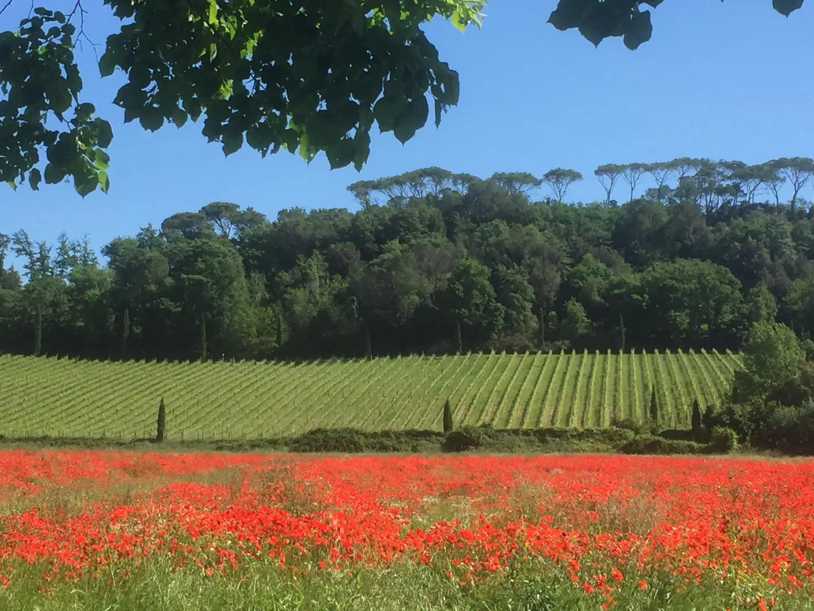 White wine supertuscan Chardoannay  2016