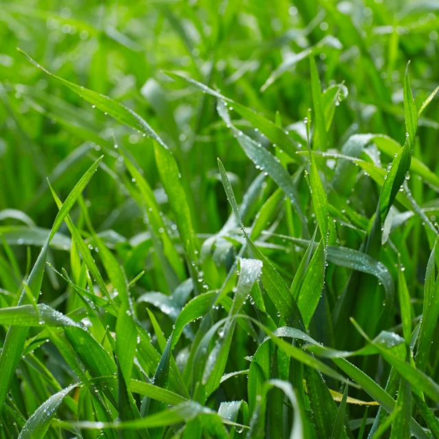 
vegetables grown domestically made in japan, lactobacillus and enzymes 