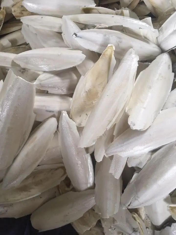 Сушеные косточки для птиц хорошее качество Лучшая цена косточка Для морской слепки контакты Ms Sandy + 84 587 17