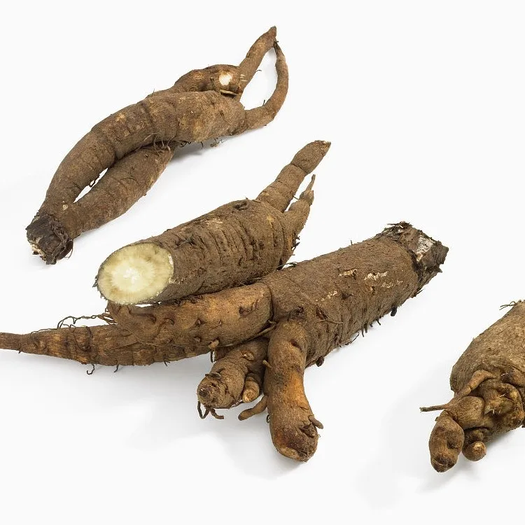 Fresh Burdock For Sale / Extract burdock / High Quality Pure Natural Burdock Root