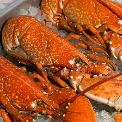 FROZEN LOBSTER TAIL / FRESH LIVE LOBSTER / FROZEN LOBSTER 2021 CHEAP PRICE