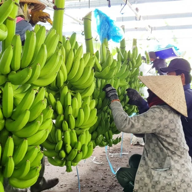 Лучший Продавец-Свежий Кавендиш банан из Вьетнама-Лучшая цена-Высокое качество для экспорта США Азии ЕС