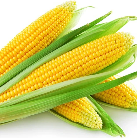 
Good Price Yellow and White Corn for Sale... 