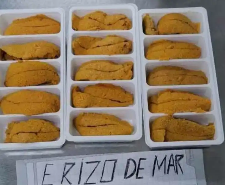 Sea Urchin From Peru