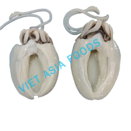 
Best Quality Frozen Cuttlefish from Vietnam 