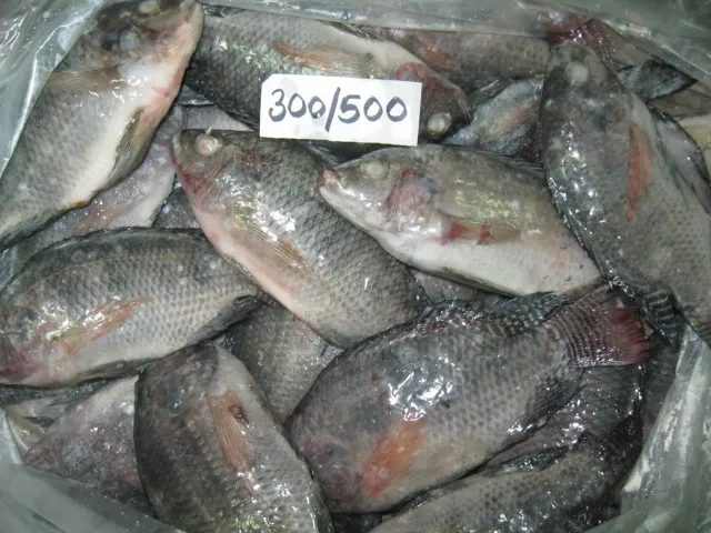 FROZEN TILAPIA WHOLE ROUND