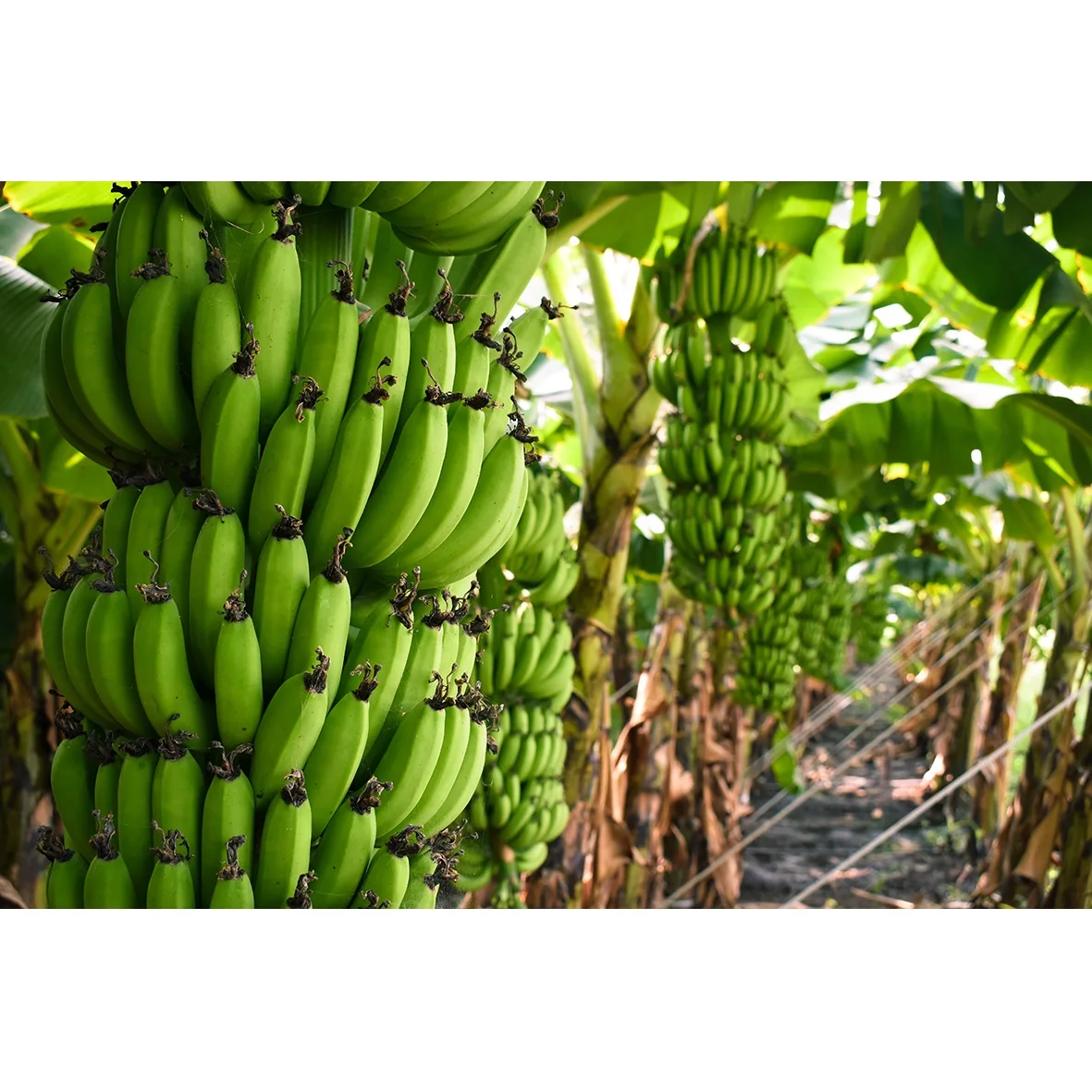 Лидер продаж сладкий вкус органический свежий зеленый Кавендиш-банан для мирового рынка из Вьетнама