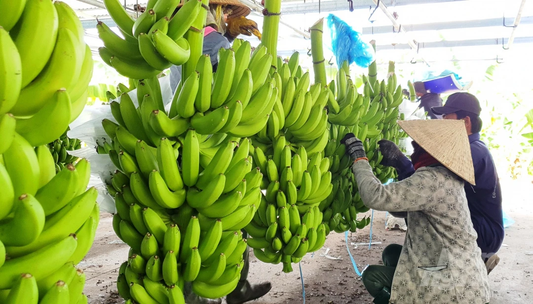 Fresh Cavendish Banana/ Musa Banana Fruit Export wholesale High Quality (Certification: GAP, HACCP...) - 100% Organic