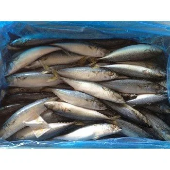 
Frozen Mackerel 