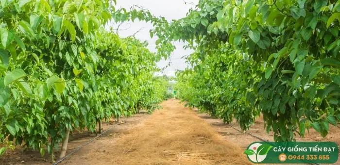 Sacha Inchi from Vietnam export 50PPB , SACHA INCHI Dried nuts Made in VIETNAM black sacha inchi