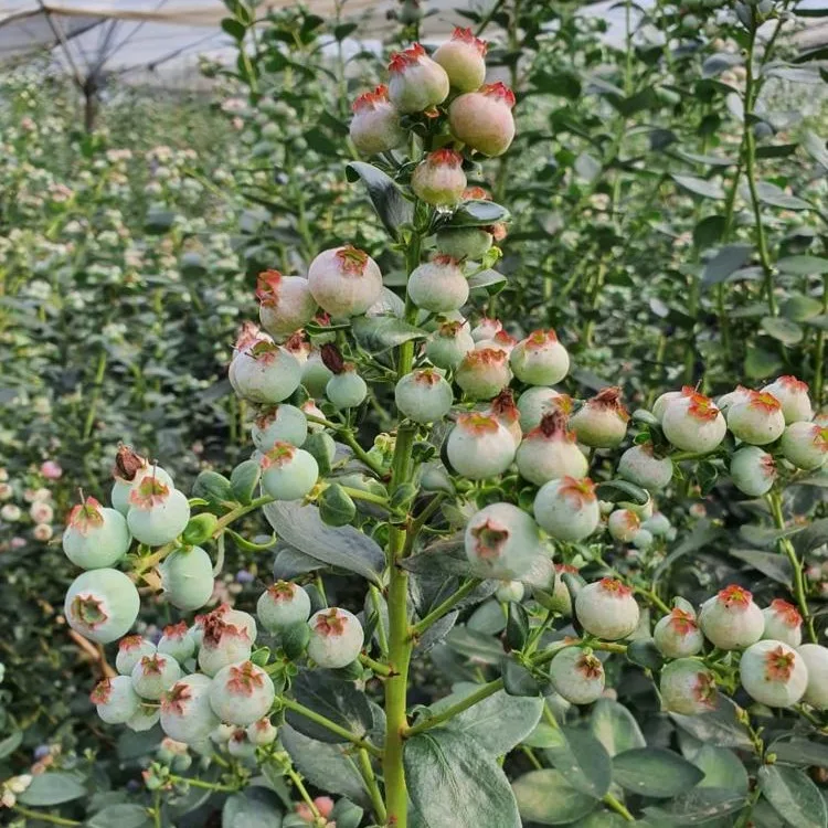 Свежая Черника высшего качества для продажи