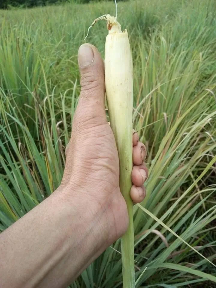 TW6 Brand Hot sale Fresh Lemon Grass  Light  Green Color Single Spices & Herbs  From Vietnam for Export