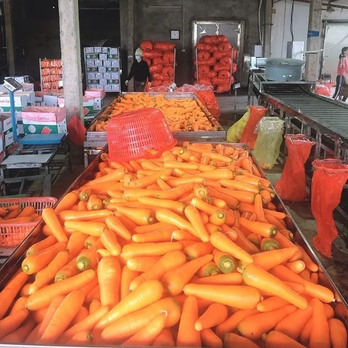 Натуральные овощи высокого качества Вьетнам-свежий натуральный вкус моркови