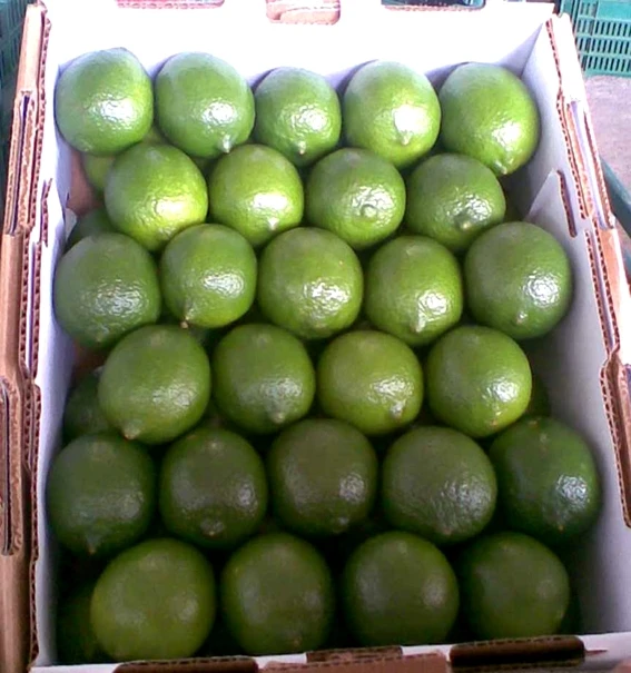 BEST PRICE FRESH LEMON/SEEDLESS LEMONS FROM VIETNAM/ Vivian Ha N+84 33 88 20 462