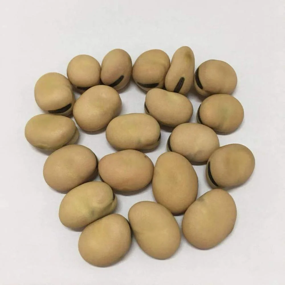 
Chinese cheap broad beans import 