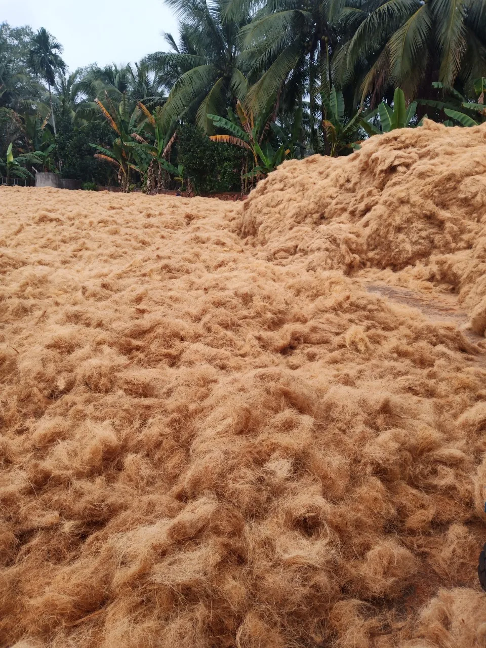 Wholesales Export Coconut Fiber 100% Natural for mattress production Premium quality Brownish yellow made in Viet Nam