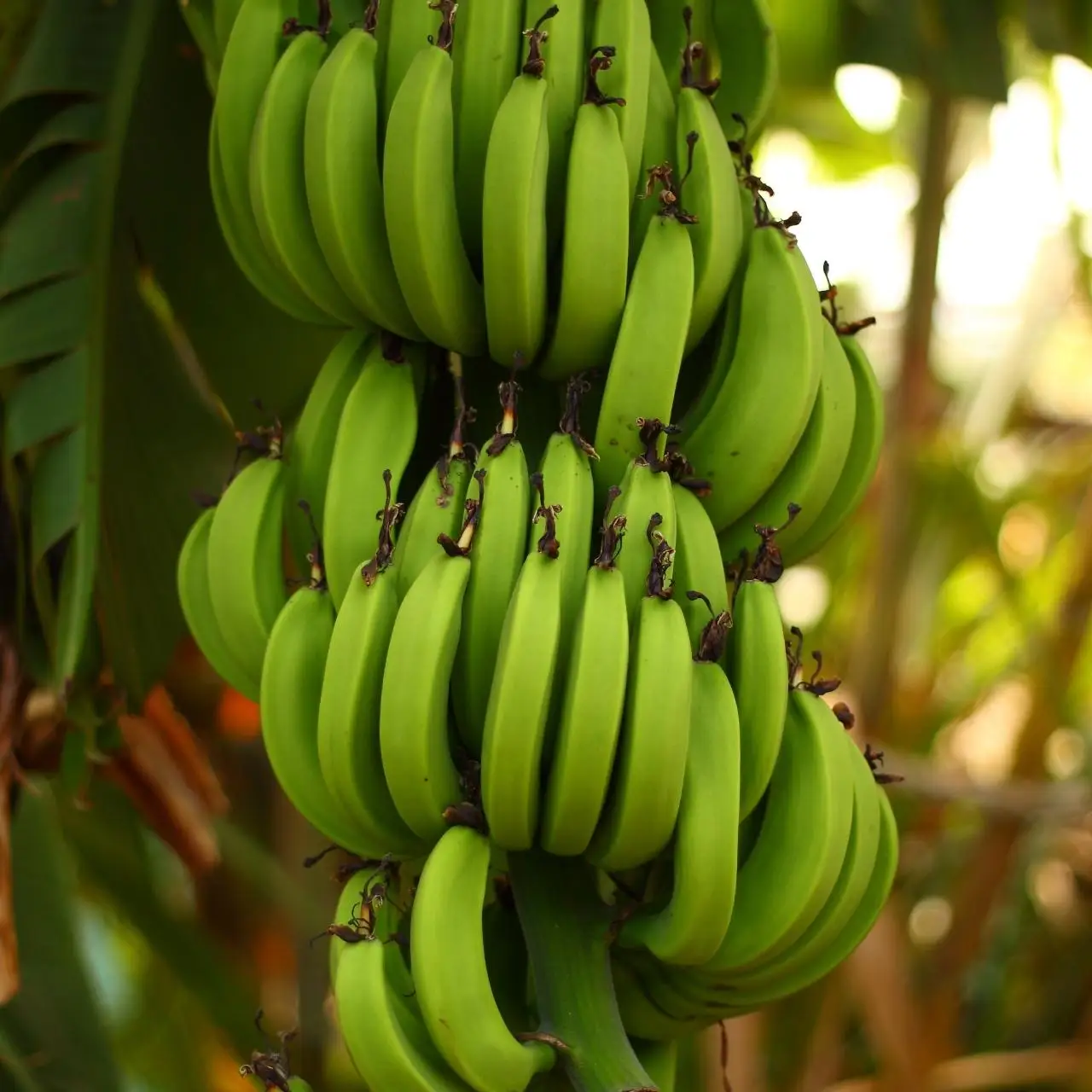 BEST PRICE FRESH CAVENDISH BANANA FOR CHINA $ KOREA MARKET