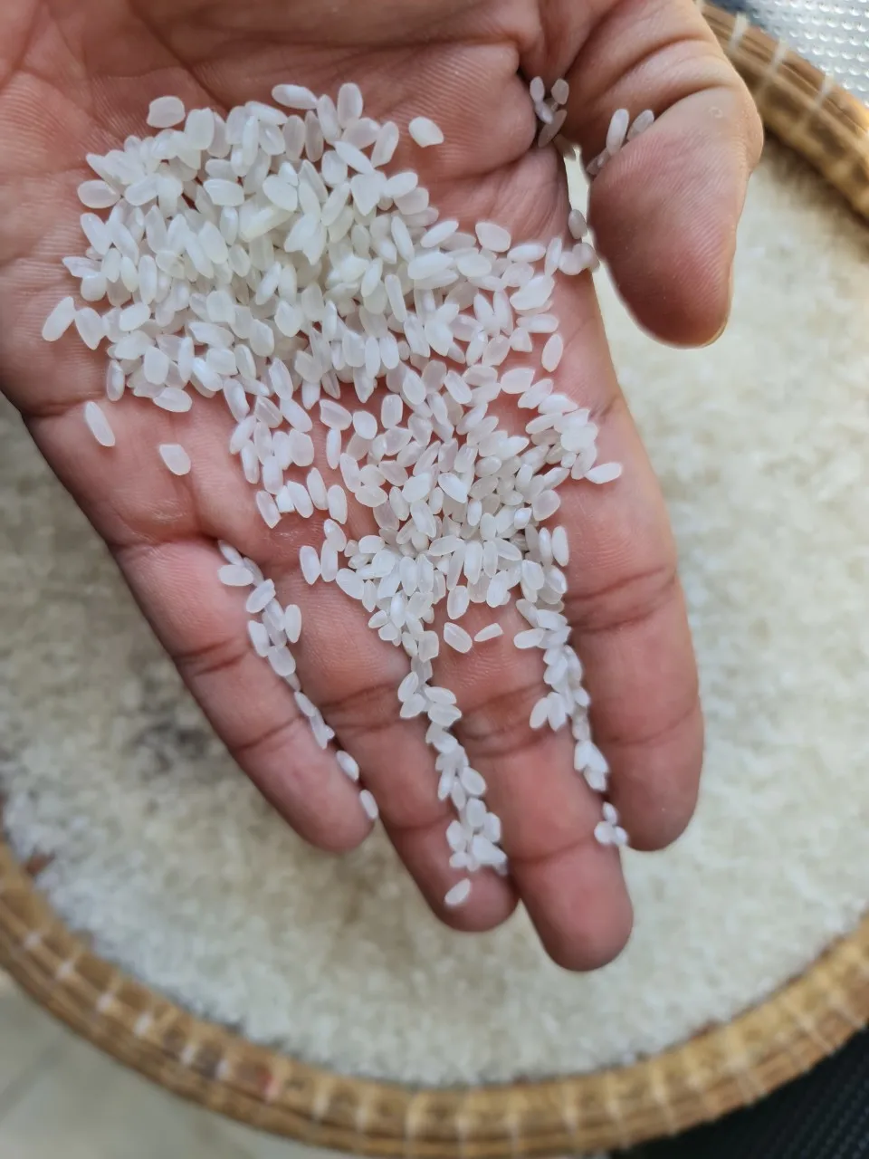 
GOOD PRICE CALROSE RICE Whatsapp +84972678053 