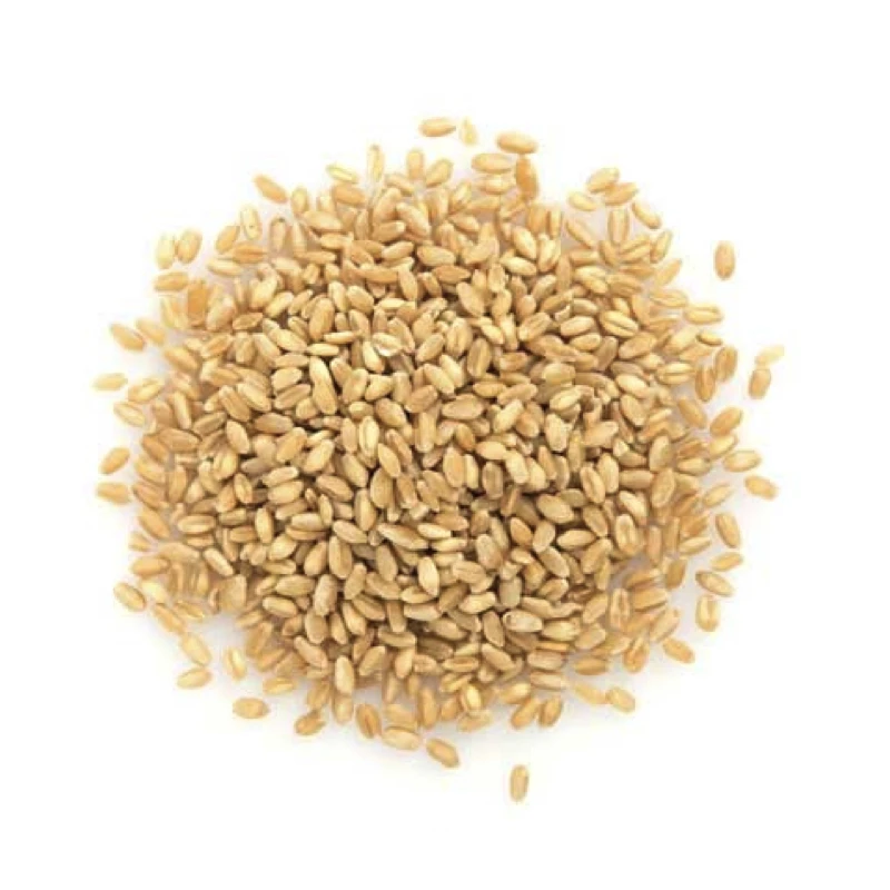 Top Quality Wheat Grains /durum Wheat In Bulk Supply