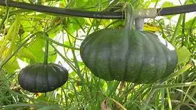 Fresh Pumpkin with The Best Price from Viet Nam