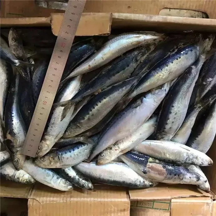 Seafood Supplier High Quality Frozen Seafood Herring Fish