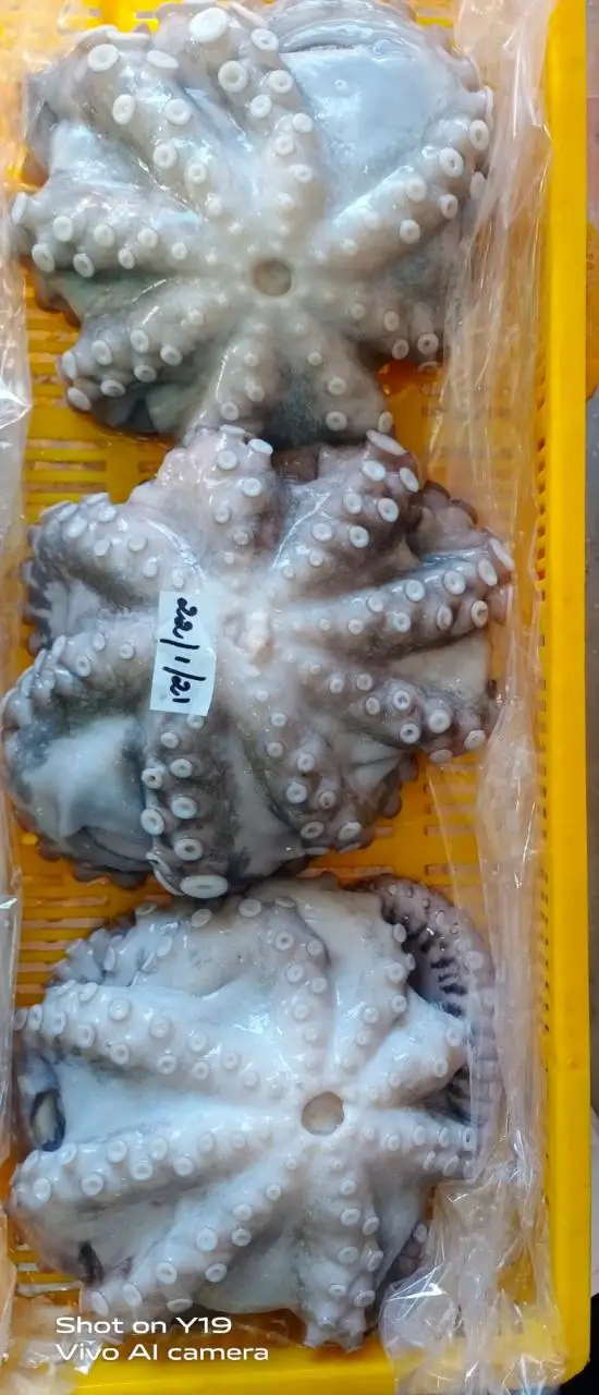 Frozen Octopus long arm whole cleaned IQF from India