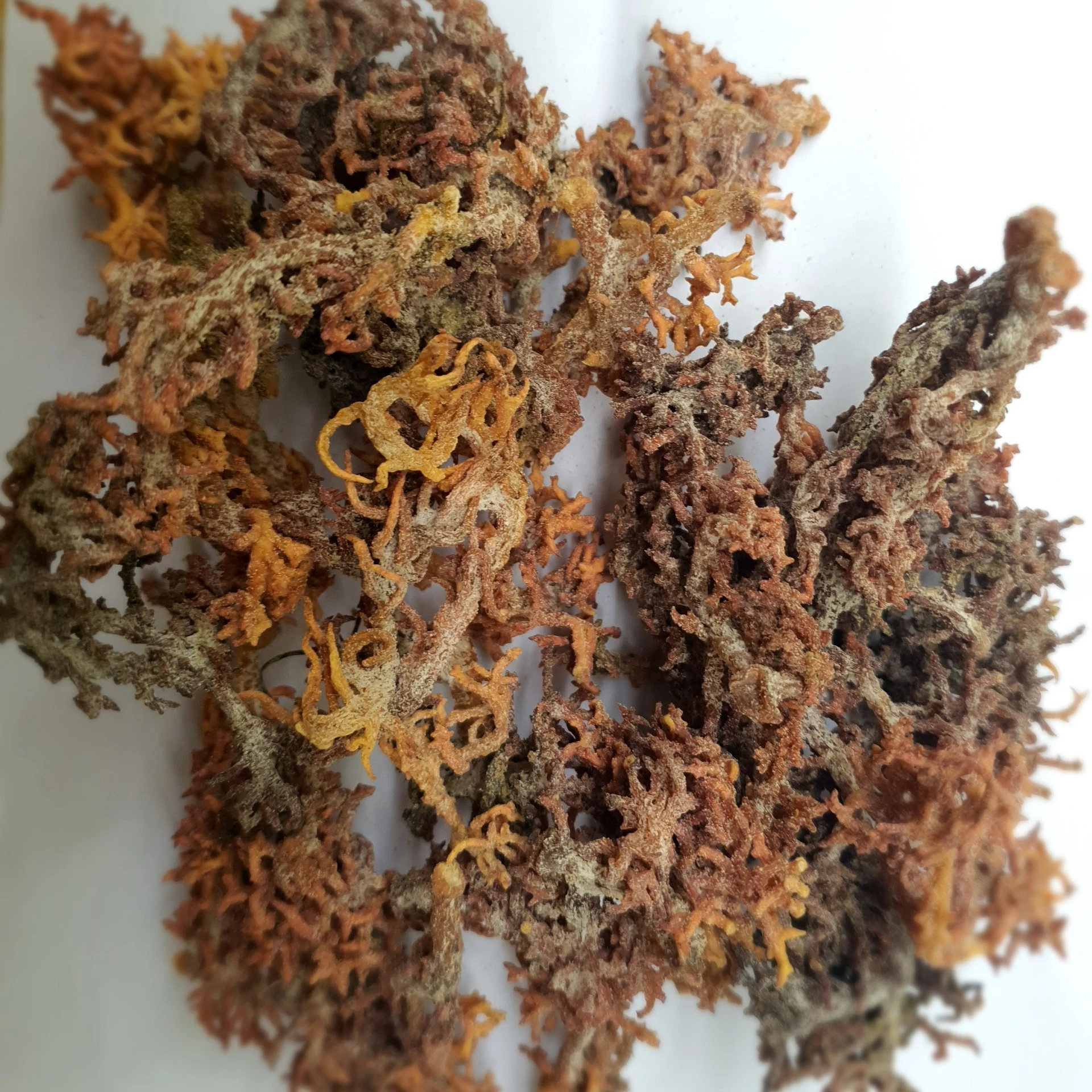 Wholesale DRIED EUCHEUMA COTTONII SEAWEED in Vietnam