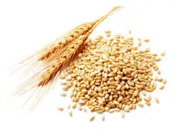 DURUM WHEAT