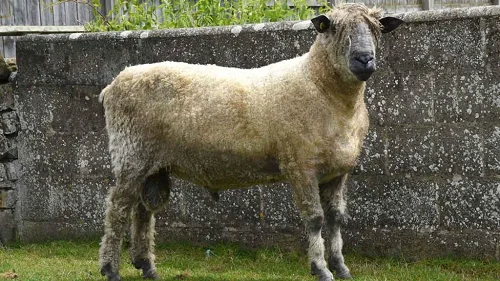 Wensleydale sheep,cow,camel,sheep,goat,ox,bull