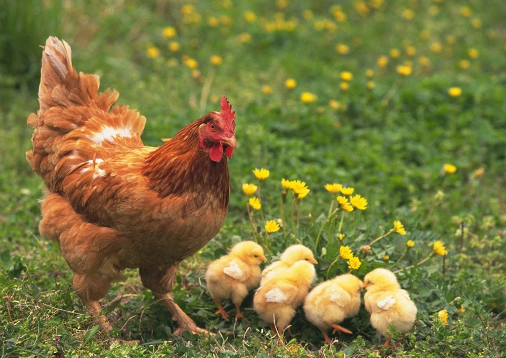 Taiwan Agricultural Biotechnology Animal Feed Additive Beef Cattle